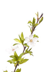 Obraz na płótnie Canvas plum tree on spring time