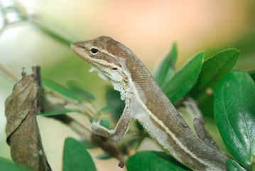 Anolis auratus - (Polychrotidae sauria)