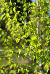 Fototapeta na wymiar leaves of a birch tree