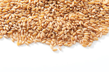 wheat grains
