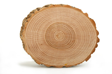 Cross section of tree trunk showing growth rings