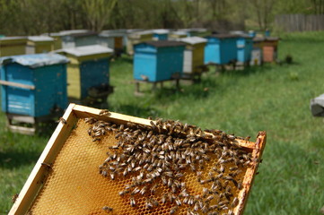 Ramka pszczela - obrazy, fototapety, plakaty