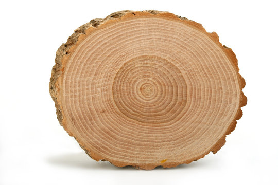 Fototapeta Cross section of tree trunk showing growth rings