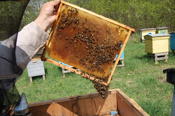 Plaster pszczeli - obrazy, fototapety, plakaty