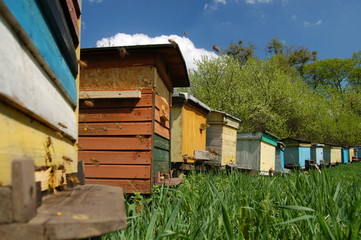 Pasieka pszczela - obrazy, fototapety, plakaty