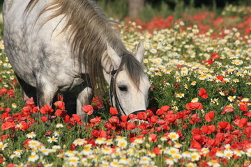 grasendes pferd in mohnblumen