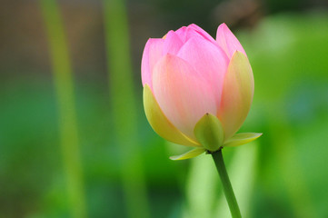 Indische Lotosblume (Nelumbo nucifera)