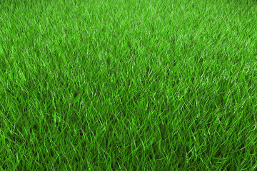 Fußballrasen Vignette 2