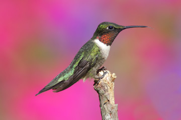 Fototapeta premium Male Ruby-throated Hummingbird