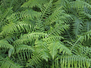 Fototapeta na wymiar fresh green ferns