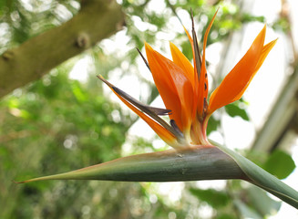Obraz premium bird of paradise