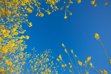 Mustard flower blooms rising into the blue sky