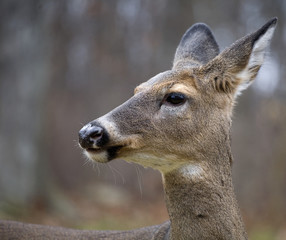 Obraz premium looking back