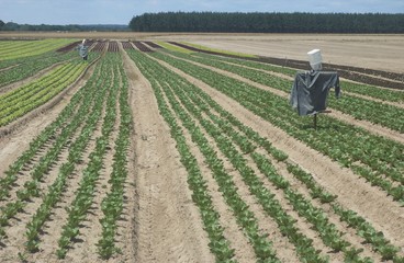 maraichage en Ile de France