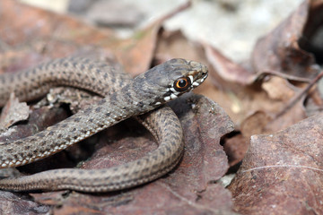 Brown snake