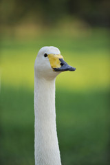 Fototapeta premium Cigno
