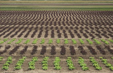 maraichage en Ile de France