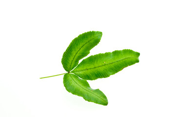 Obraz premium 葉