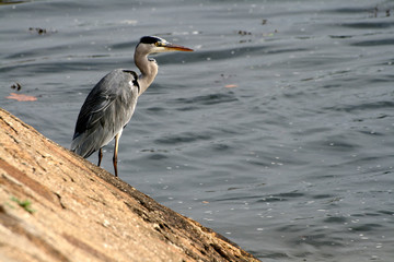 Grey Heron fishing at the waterside (Ardea cinerea)