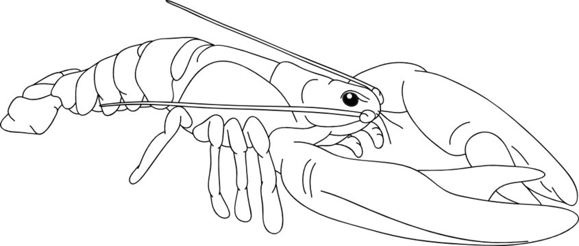 recommend clip art: vector - contour crayfish isolated on backgound