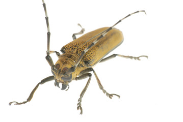 insect beetle