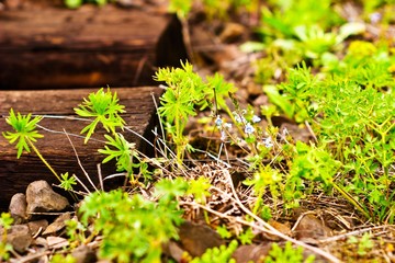 wild plant