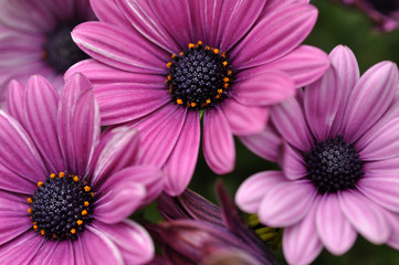 Obraz premium Purple Tulips
