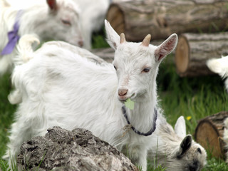 Small goat cubs eating grass