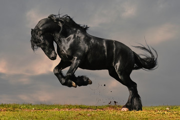 black friesian stallion gallop in sunset
