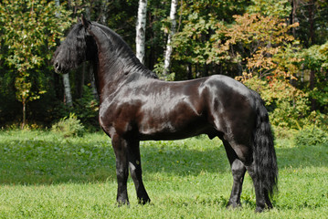 black friesian horse