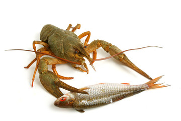 crawfish  with fish