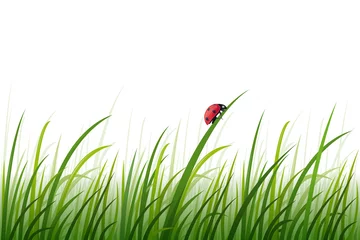 Foto op Plexiglas Coccinelle dans l'herbe, vecteur, fond de page © nina