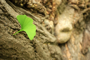 Ginkgo Biloba Leaf.