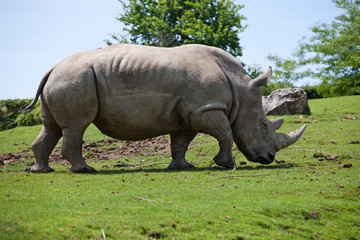 rhinocéros