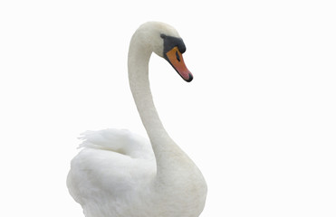 Swan.