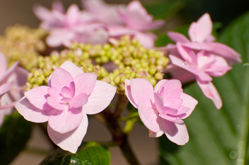 ピンク色のガクアジサイ