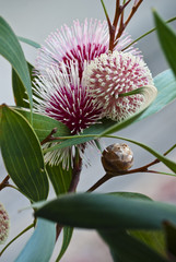 Hakea laurina showing flower and bud