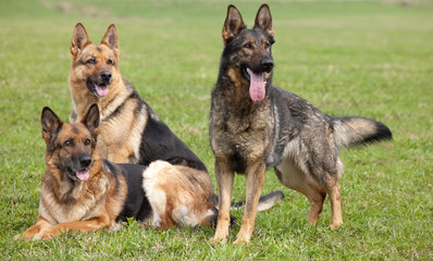Three German shepherds