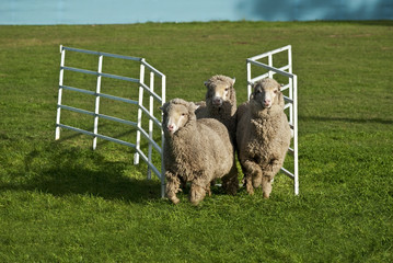 Three sheep running through gate. Conceptual image
