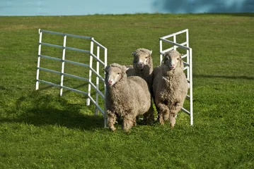 Poster de jardin Moutons Three sheep running through gate. Conceptual image