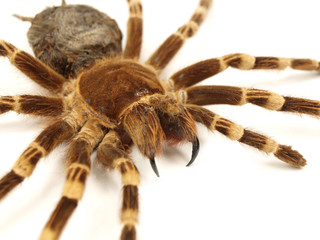 Trap door spider Acanthoscurria geniculata isolated