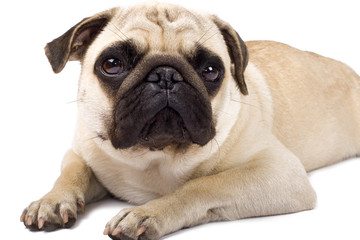Obraz premium sad looking pug dog