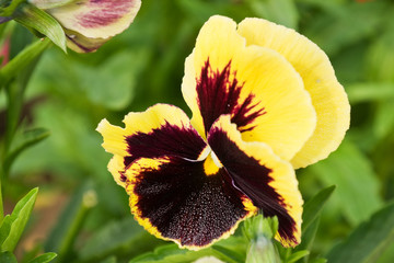 viola (Viola tricolor)