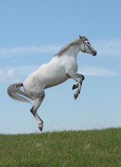 Fototapeta na wymiar Grey horse