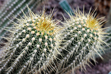 Echinopsis Bruchii