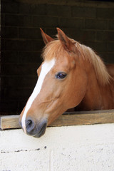 Obraz premium box à cheval