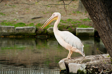 Pink pelican. Latin name Pelecanus onocrotalus.