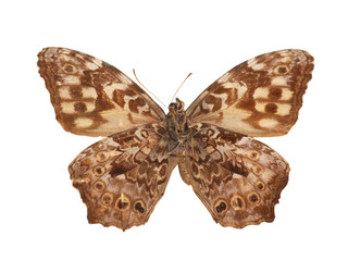 Fototapeta na wymiar Motyl samodzielnie