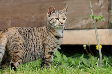 Katze im Garten