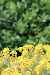 par-terre jaune et vert